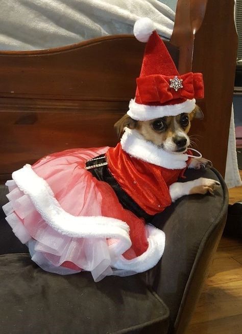 Dog Cuties, Diy Christmas Outfit, Christmas Tree Outfit, Dog Christmas Clothes, Dog Christmas Photos, Christmas Puppies, Christmas Dog Outfits, Dog Outfits, Animals Christmas