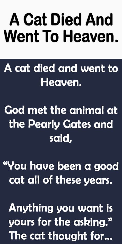 A Cat Died And Went To Heaven. – All Cats Go To Heaven, Cat Heaven Quotes, Cat Poems Funny, Funny Life Quotes Humor Hilarious Animal Pictures, Cat Praying To God, Cat Sympathy Quotes, Sarcastic Cat Quotes, Beautiful Quilts Inspiration, Cat Died Quote