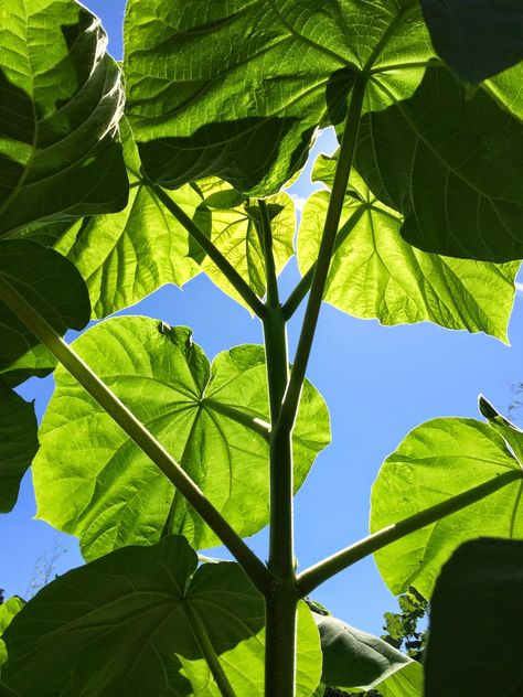 Paulownia tomentosa - fast growing, huge leaves, can be coppiced for a shorter plant with bigger leaves Paulownia Tree, Princess Tree, Large Leaf Plants, Fast Growing Flowers, Fast Growing Shade Trees, Hydrangea Landscaping, Architectural Plants, Plant Structure, Plant Wishlist