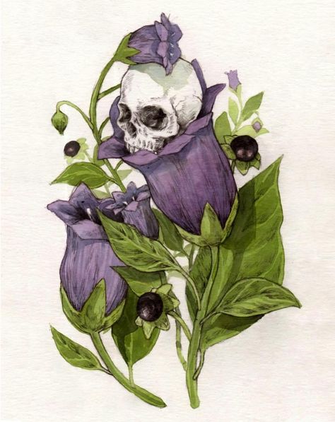 Belladonna Adalyn Grace, Signa Farrow, Belladonna Flower, Nightshade Flower, Adalyn Grace, Deadly Plants, Gothic Flowers, Arte Peculiar, Plant Tattoo