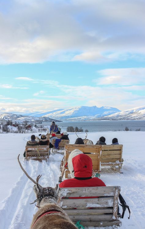 Norway Reindeer, Norway Culture, Nighttime Sky, Fishing Shack, Showing Respect, Radisson Blu, Atlas Obscura, Indigenous Community, Tromso