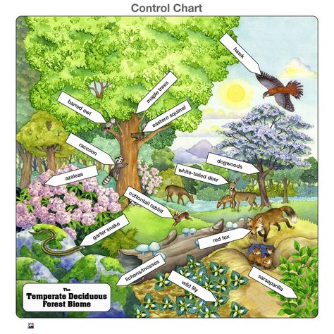 Montessori, Deciduous Forest Biome, Temperate Deciduous Forest, Temperate Forest, Forest Biome, Wild Lily, Cottontail Rabbit, Deciduous Forest, Garter Snake