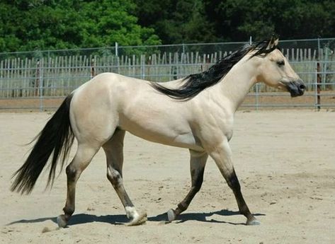 15. Buttermilk Buckskin A buttermilk buckskin has a very light, creamy coat and dark black mane, tail and legs. via Shining … Buttermilk Buckskin, Perlino Horse, Horse Buckskin, Grulla Horse, Buckskin Horse, Rare Horses, Rare Colors, Gorgeous Horses, Pinto Horse