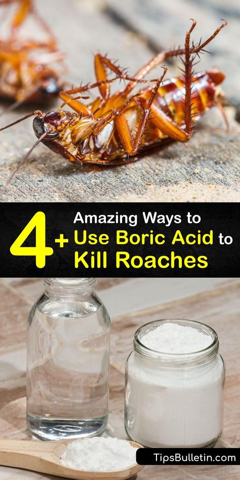 Roach Traps Homemade, Ways To Get Rid Of Roaches, How To Get Rid Of Roches, Get Rid Of Cockroaches Naturally, How To Get Rid Of Cockroaches Fast Diy, German Cockroaches How To Get Rid Of, How To Get Rid Of German Roaches, Cockroaches How To Get Rid Of Diy, Borax For Roaches