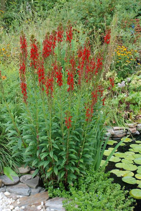 Lobelia Cardinalis, Plants That Attract Butterflies, Cardinal Flower, Garden Compost, Border Plants, Pollinator Garden, Rain Water Collection, Rain Garden, Native Garden