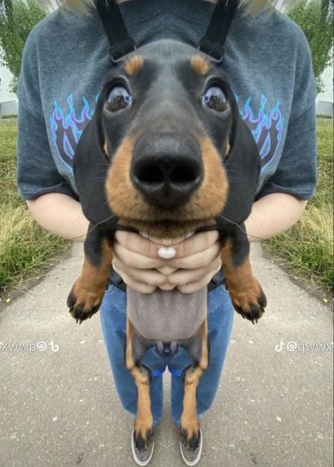 Animals In Outfits, Silly Dog Photos, 0.5 Dog Pictures, Dachshund Aesthetic, Baby Dachshund, Goofy Dog, Cute Dogs Images, Street Dogs, Cute Animals Puppies