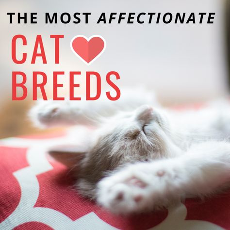 Top 10 Most Affectionate Cat Breeds That Like to Cuddle - PetHelpful - By fellow animal lovers and experts Types Of Cats Breeds, Cat Breeds Ragdoll, Largest Domestic Cat, Large Domestic Cat Breeds, Kitten Breeds, Purebred Cats, Domestic Cat Breeds, Kitty Kisses, Hairless Dog