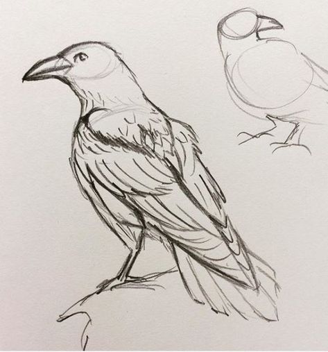 Raven Animal Art, Animal Drawings Reference, Bird Art Sketch, Raven Art Reference, Anime Raven Bird, How To Draw Raven Birds, Raven Anatomy Drawing, Wild Life Sketches, Sketch Of Bird