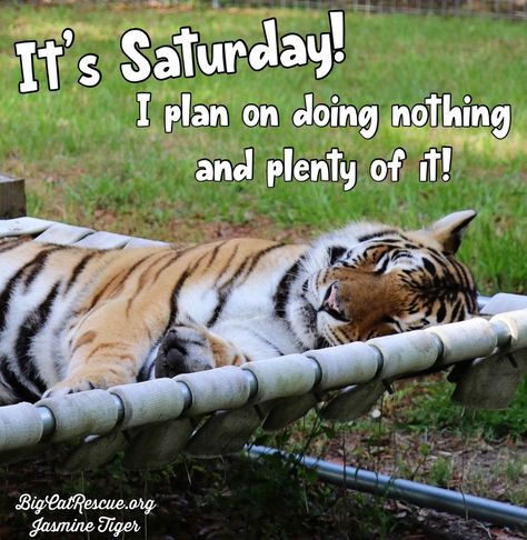 Relaxing Quotes, Big Cat Rescue, Doing Nothing, Fun Cute, Big Cat, Weekend Vibes, Cat Rescue, Big Cats, Memes Quotes