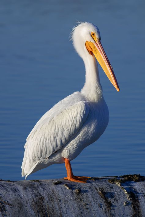 American white pelican - Wikiwand White Pelican, Bird Photos, Old Shows, Bird Photo, The Order, Bird Species, North America, White