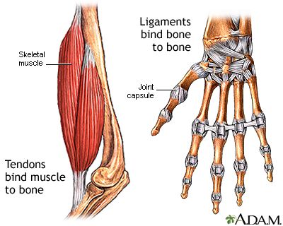 Tendon vs. ligament Human Biology, System Unit, Bicep Muscle, Study Stuff, Cast Covers, Ligaments And Tendons, Horse Anatomy, Skeletal System, Muscular System