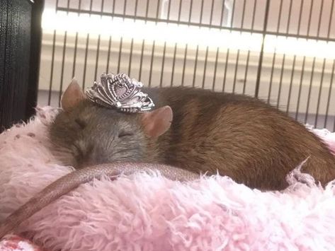 Bowers Gang, Princess Pet, A Rat, Aesthetic Wallpaper, I Hope You, I Hope, Crown, Pet