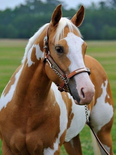 American Paint Horse western quarter paint horse paint pinto horse Gypsy Vanner Indian pony solid tovero overo frame sabino Cavalo Palomino, Cheval Pie, Cai Sălbatici, American Paint Horse, Rasy Koni, Palomino Horse, Paint Horse, American Paint, Horses And Dogs