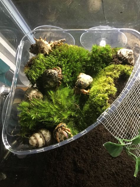 Cute Hermit Crab Tank Ideas, Hermit Crab Setup, Hermit Crab Enclosure Ideas, Hermit Crab Habitat Ideas Tanks, Hermit Crab Tank Setup, Hermit Crabs Habitat Ideas, Hermit Crab Habitat Ideas Dollar Tree, Hermit Crab Habitat Ideas 10 Gallon Tank, Hermit Crab Cage Ideas