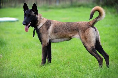 One of the four types of Belgian sheepherding dogs, the Belgian Malinois is an alert, high-energy breed, popular as both a police and military working dog. Black Belgian Malinois, Berger Malinois, Herding Dogs Breeds, Belgium Malinois, Dog Breeds Pictures, Malinois Puppies, Belgian Malinois Dog, Military Working Dogs, Malinois Dog