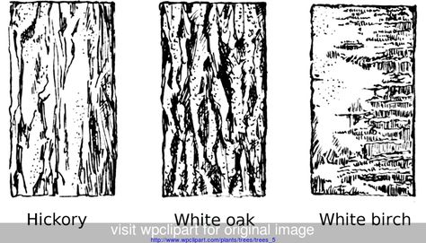 Tree Bark types Library Drawing, Tattoo Tree, Tree Bark Texture, Nature Tattoo, Tree Textures, Texture Drawing, Tree Sketches, Desenho Tattoo, White Birch