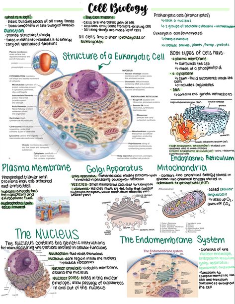 Cells In Biology, Biology College Notes, Cell Notes Anatomy, Anatomy Cells Notes, Bio Ipad Notes, Cell Organelle Project Ideas, Cell Diagram Aesthetic, Anatomy And Physiology Cells Notes, Interesting Biology Facts