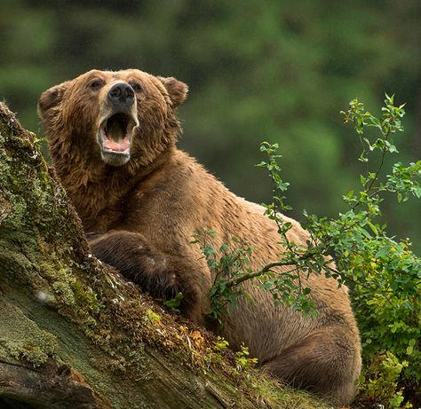 The bears of Khutzeymateen Provincial Park | Canadian Geographic Male Bear, Canada Photography, Trophy Hunting, Bear Silhouette, Parks Canada, Bear Photos, Wildlife Sanctuary, Walk In The Woods, Grizzly Bear