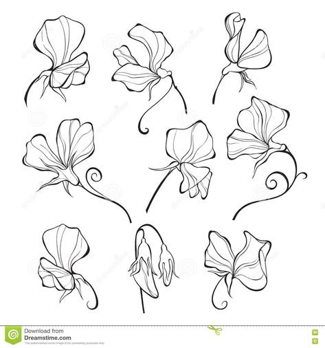 Sweet Peas. Vector Floral Set. Flowers Stock Illustration - Illustration of outline, plant: 75660608 Flower Svg Free, Sweet Pea Tattoo, Sweet Pea Flower, Sweet Pea Flowers, Flower Line Drawings, Flower Drawing Tutorials, Popular Flowers, Pea Flower, Flower Sketches