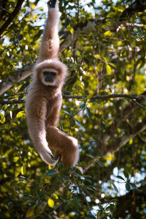 Monkey hanging from a tree Ambient Background, Monkey Hanging, Soothing Nature, Photography Editing Apps, Sleep Therapy, Sound Music, Monkey Pictures, Peaceful Place, Pet Monkey