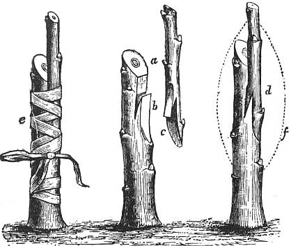 How to Graft a Tree Using the ‘Whip and Tongue’ Method - Modern Farmer Tree Propagation, California Backyard, Red Maple Tree, Modern Farmer, Permaculture Design, Pallets Garden, Garden Journal, Fruit Tree, New Growth