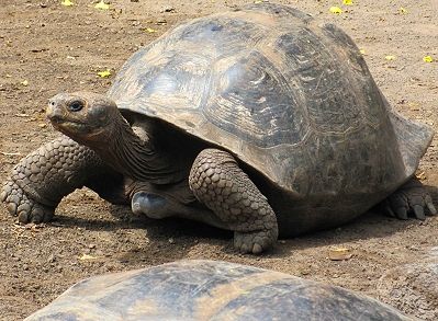 Giant tortoise at the Breeding Center on Isabela Island in the Galapagos - amazing work they are doing to save these beautiful creatures! http://www.gypsynester.com/giant-tortoise-breeding-center.htm Huge Animals, Land Turtles, Sea Things, Sulcata Tortoise, Busch Gardens Tampa, Galapagos Tortoise, Giant Tortoise, Box Turtle, Tortoise Turtle