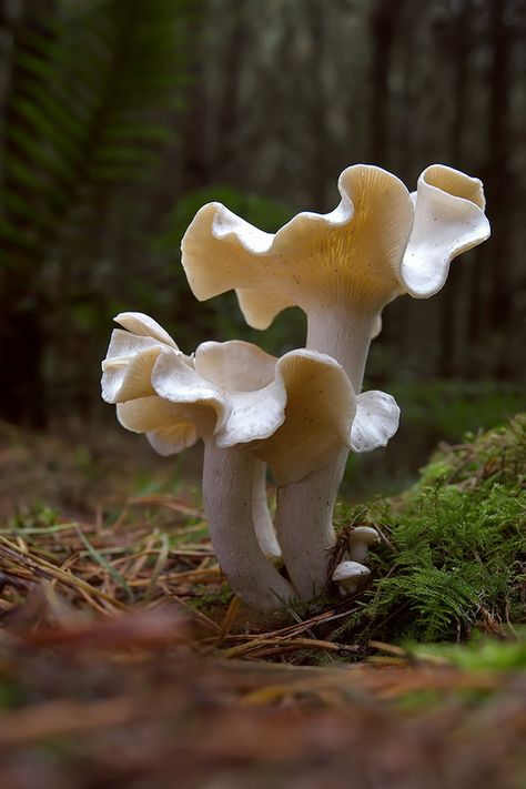 ººº Mushroom Refrences Photos, Pretty Mushrooms Nature, Chanterelle Mushrooms Photography, Beautiful Mushrooms Photography, Wild Mushrooms Photography, Cool Mushrooms, Mushrooms Photography, Mushroom Reference, Pretty Mushrooms