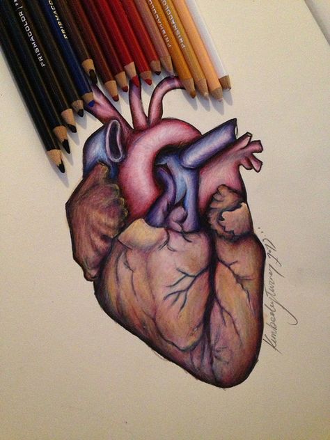 Heart, prismacolor | Flickr - Photo Sharing! Heart Colored Pencil Drawing, Heart Colour Pencil Drawing, Heart Drawing Colored Pencils, Heart Drawing With Color, How To Draw A Real Heart, Heart Drawing Color, Realistic Heart Painting, Heart Sketch Creative, Real Heart Drawing