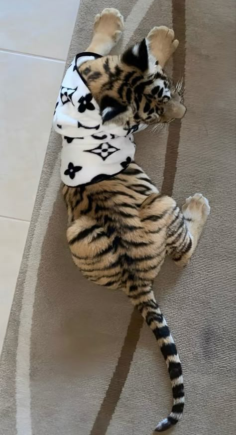 Tigers Aesthetic, Tiger Aesthetics, Tiger Outfit, Baby Tigers, Pet Tiger, Baby Tiger, Most Beautiful Animals, Baby Lion, Pretty Animals