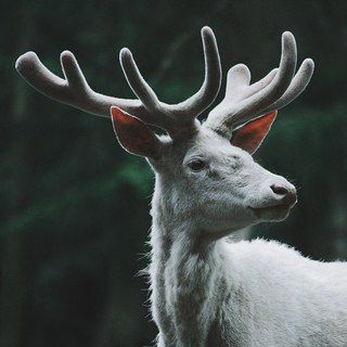 Новости Deer With Antlers, Albino Animals, The Ancient Magus Bride, White Deer, Fantasy Aesthetic, Dragon Age, Animal Photo, Narnia, Spirit Animal