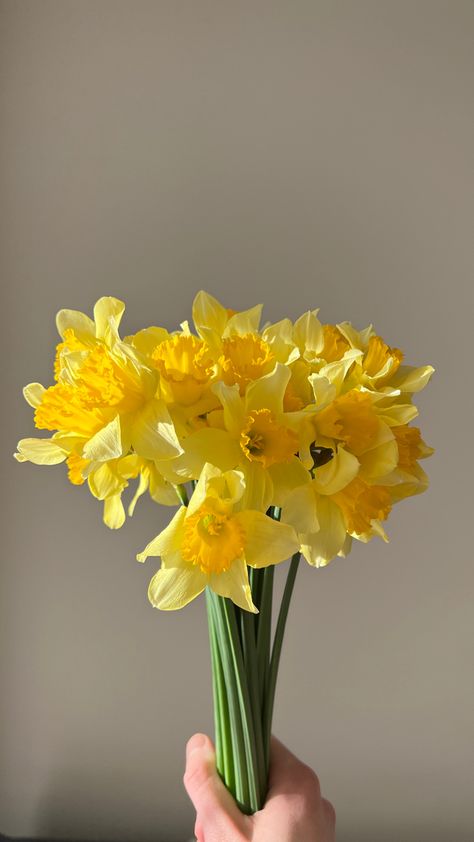 Flowers, bouquet, spring, aesthetics, aesthetic, floral, daffodils, narcissuses Daffodils Aesthetic Wallpaper, Daffodil Wallpaper Aesthetic, Daffodil Bouquet Wedding, Daffodil Aesthetic, Daffodil Wedding Flowers, Daffodils Bouquet Aesthetic, Bouquet Of Daffodils, Flowers Types, Yellow Daffodils Aesthetic