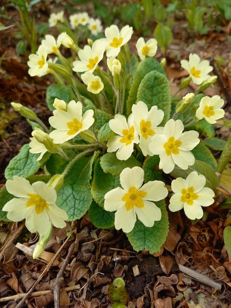 Primroses Flower, Primrose Painting, Magnolia Bed, Wild Primrose, Prim Rose, Primrose Flowers, Primrose Plant, Primrose Flower, Flowers For Algernon