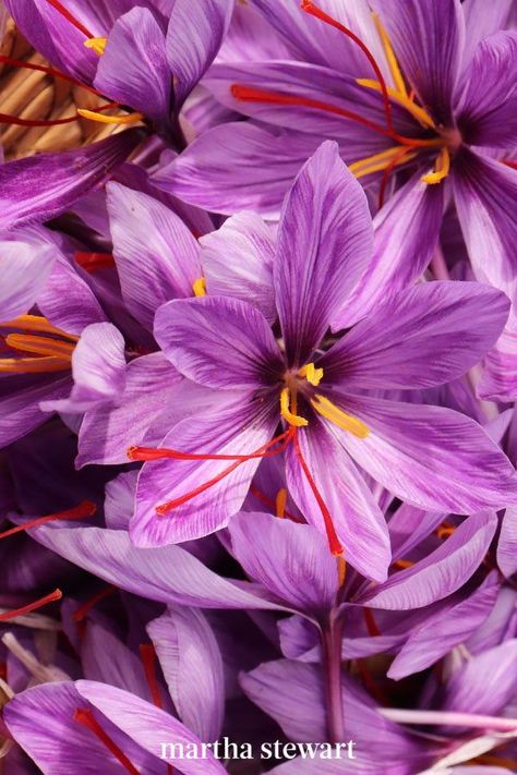 Saffron Crocus, Crocus Bulbs, Light Purple Flowers, Crocus Flower, Perennial Border, Earth 2, Deciduous Trees, Lilac Purple, Trees And Shrubs