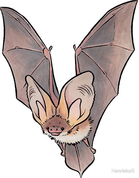 Grey long-eared bat by HenriekeG Bat Art, Cute Bat, Cute Animal Drawings, Creature Design, Creature Art, 귀여운 동물, Pretty Art, Animal Drawings, Art Sketches