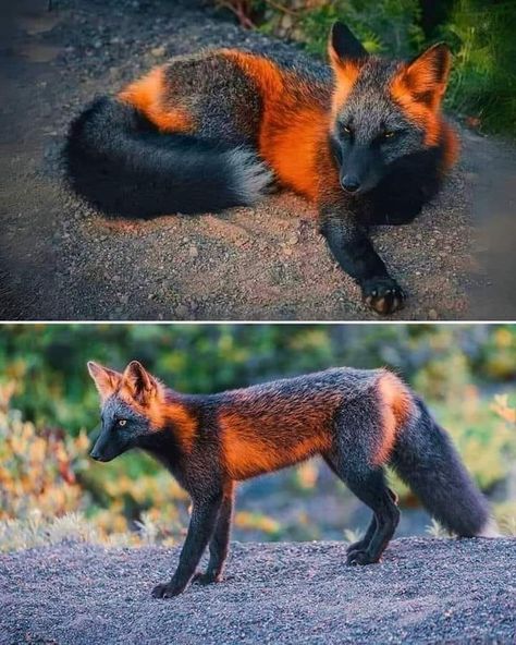 Good Morning, Dear Friends. I present the Black and Orange Fire Fox. Melanism is a genetic condition where an animal has an excess of melanin pigment, resulting in darker fur. In this case, the fox has a striking combination of black and orange fur. And the story behind it: https://www.boredpanda.com/black-orange-cross-fox-photo-sam-gaby/?fbclid=IwY2xjawEbRa5leHRuA2FlbQIxMQABHRwsFljtrEAtrjG_iPibocx3-V1EydU4XJHyy7HW2AEGIHTGOeLhuU6YGA_aem__lcYLEWexlh6b57kQ7B6qg#post Cross Fox, Fox Character, Black Fox, Orange Fox, Fox Hunting, Rare Animals, Pretty Animals, Fox Art, Weird Animals