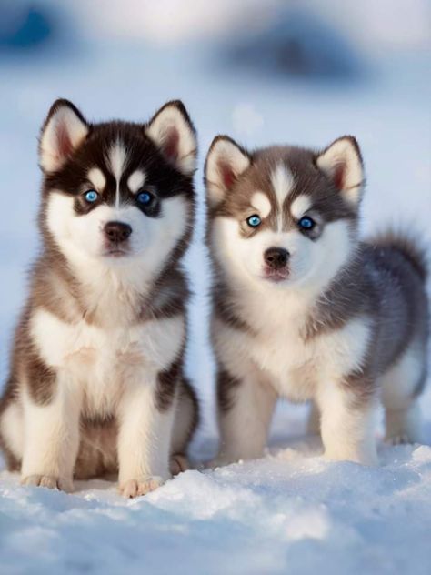 Cute Dogs Husky, Mini Siberian Husky, Husky Puppies, Cute Husky Puppies Wallpaper, Pomsky Puppy, Mini Husky, Haski Dog, Siberian Husky Puppies Blue Eyes, Baby Huskies