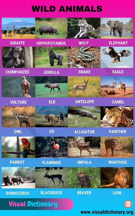 Wild Animals: List of 50 Common Wild Animals Vocabulary with Pictures - Visual Dictionary Animals Chart, Wild Animals List, Names Of Animals, English Animals, Animals List, Animals Name In English, Animal Infographic, Visual Dictionary, Domestic Animals