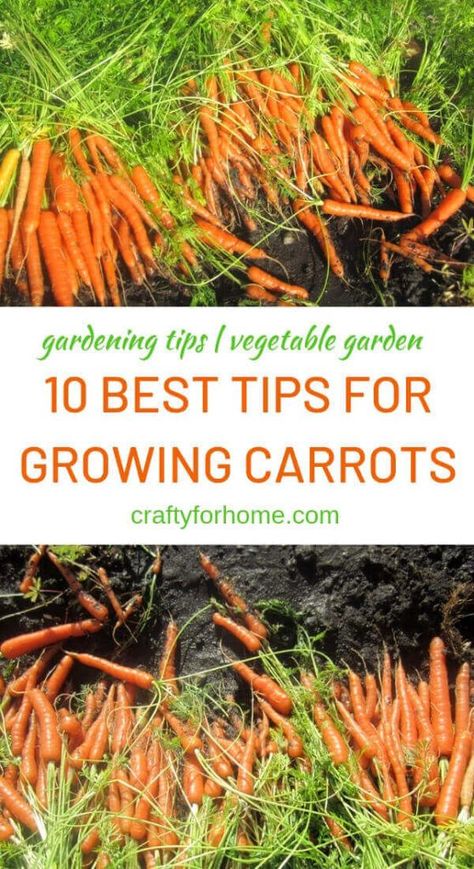 10 Best Tips For Growing Carrots | Gardening tips on how to grow carrots for the best harvest at home garden. #gardeningtips #growingcarrots #vegetablegraden #organicgarden #carrotforcontainergarden | Crafty For Home Carrots Growing, Grow Carrots, Carrot Gardening, Growing Carrots, Daucus Carota, Growing Veggies, Garden Veggies, Garden Types, Veg Garden