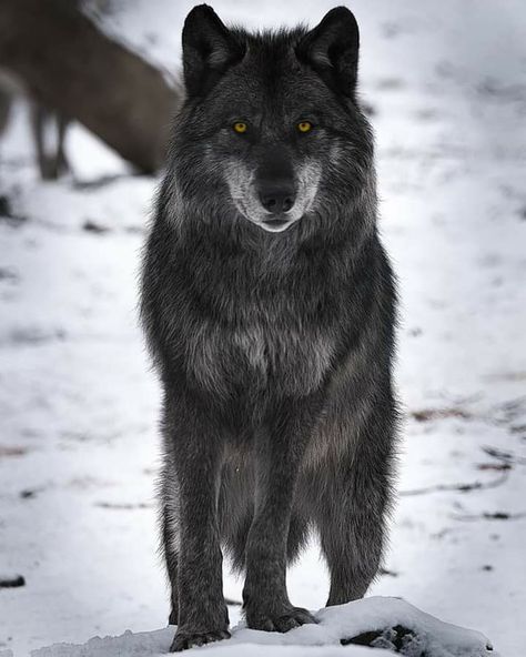 Angry Wolf, Wolf Husky, Wolf Photography, Wolf Painting, Wolf Photos, Wolf Spirit Animal, Wolf Love, Wolf Pictures, Beautiful Wolves