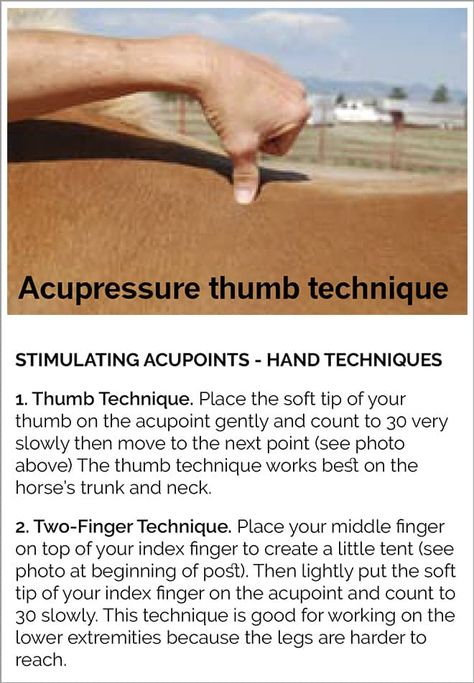 Boost Your Horse's Immune System with Acupressure Equine Massage Therapy, Equine Acupressure, Horse Massage, Horse Healing, Equine Massage, Equine Veterinary, Horse Training Exercises, Equine Care, Healthy Horses