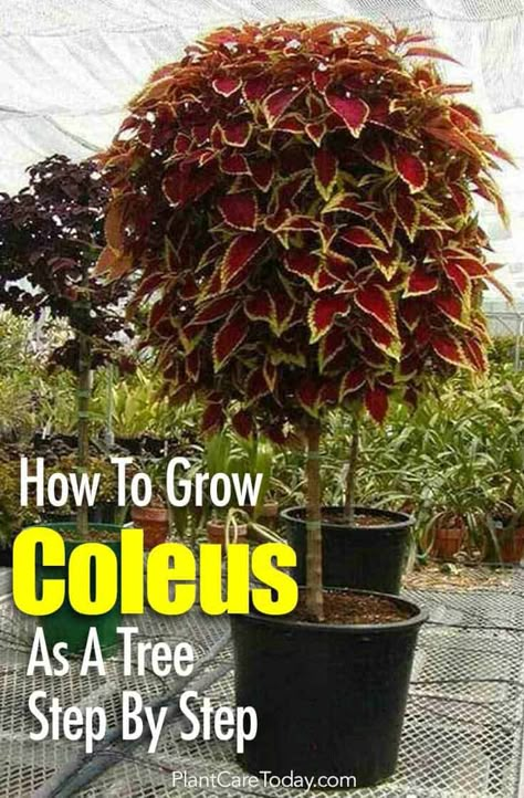 Grow the colorful coleus as a standard Coleus tree this season. We walk you through the steps to create your own Coleus topiary [LEARN MORE] Coleus Tree, Xmas Cactus, Coleus Varieties, Clematis Plants, Container Garden Design, Porch Planters, Orchid Plant, Container Gardening Flowers, Landscaping Garden