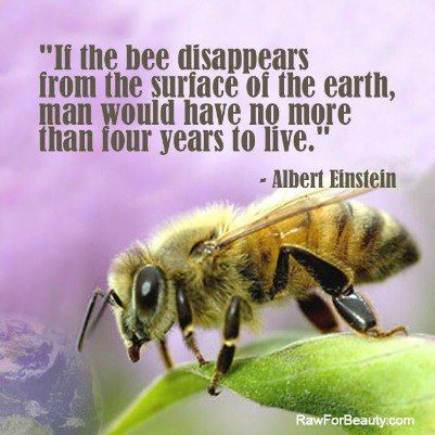 Environmental Quotes, Bee Friendly, E Mc2, Life Quotes Love, Food Chain, Save The Bees, Save Earth, Bee Keeping, Albert Einstein