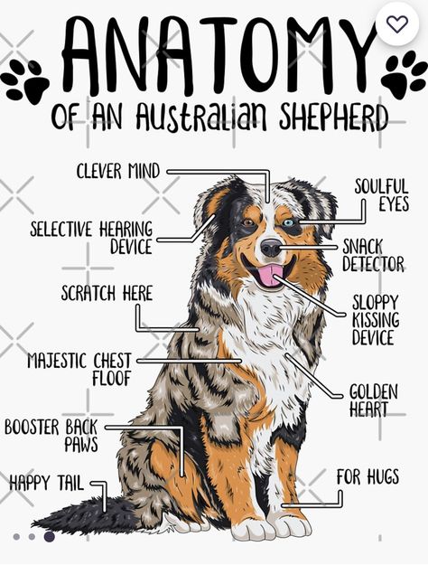 Australia Shepherd, Australian Shepherd Names, Australian Shepherd Training, Aussie Memes, Fluffy Dog Breeds, Mini Aussies, Dog Types, Masks Ideas, Big Fluffy Dogs