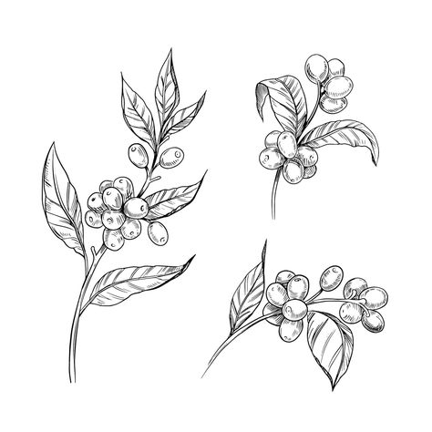 Coffee Blossom Tattoo, Coffee Bean Plant Drawing, Coffee Plant Line Art, Coffee Plant Art, Coffee Bean Plant Tattoo, Coffee Plant Tattoo Minimalist, Coffee Tree Tattoo, Coffee Branch Tattoo, Flower Plant Tattoo