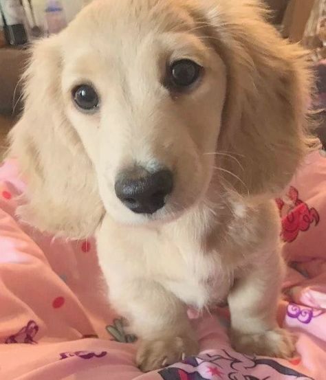 Blonde Dachshund, Daschund Puppies, Dachshund Breed, Dachshund Funny, Miniature Dachshunds, Weiners, Long Haired Dachshund, Weenie Dogs, Dogs Love