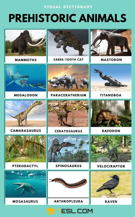 Prehistoric Animals Prehistoric Animals Art, Prehistoric Birds, Types Of Dinosaurs, Animals List, Useful Facts, Animals Name In English, Animal Infographic, Prehistoric Animals Dinosaurs, Carnivorous Animals