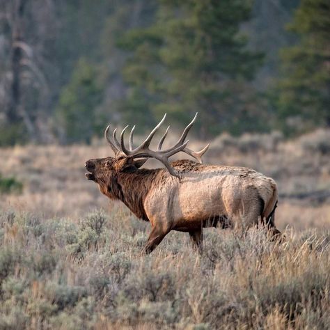 In Fall Elk's Bugle... https://flip.it/381DXm Elk Painting, Elk Pictures, Bull Elk, Dusk To Dawn, Project Inspiration, Yellowstone National, Yellowstone National Park, Wyoming, Animal Kingdom