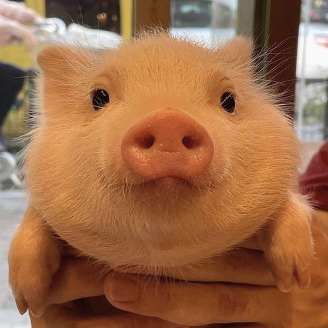 Pig Pics, Pig Pictures, Cute Piglets, Mini Pigs, Foster Kittens, Cute Piggies, Pet Pigs, Baby Pigs