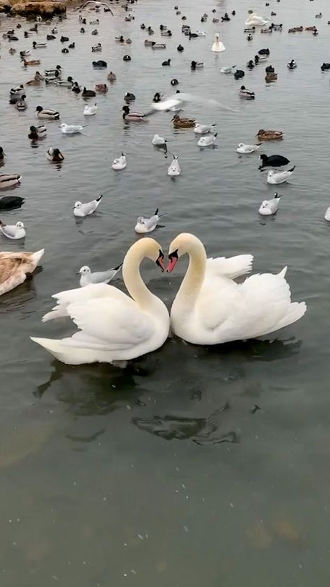 Gwen Core, Cute Animal Couples, Swan Lake Wedding, Animal Couples, Swan Couple, Swan Animal, Pretty Flowers Photography, Swan Pictures, Swan Wallpaper