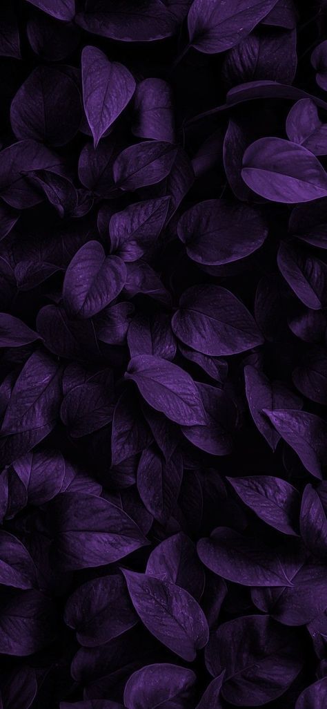 Violets Wallpaper Flower, Dark Purple Flowers Wallpaper, Deep Purple Aesthetic Wallpaper, Acotar Clothing, Purple Vibe Wallpaper, Purple Academia Aesthetic, Dark Violet Wallpaper, Deep Purple Aesthetic, Flower Wallpapers For Iphone